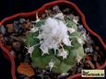 TURBINICARPUS lophophoroides  PP207